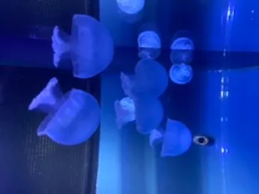 すみだ水族館に投稿された画像（2020/8/24）