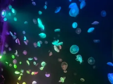 すみだ水族館に投稿された画像（2020/8/24）