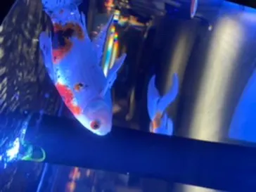 すみだ水族館に投稿された画像（2020/8/24）