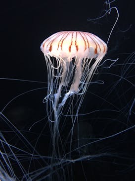 サンシャイン水族館に投稿された画像（2020/8/24）