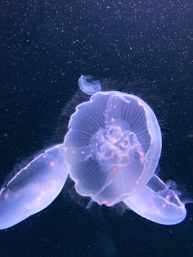 サンシャイン水族館に投稿された画像（2020/8/24）