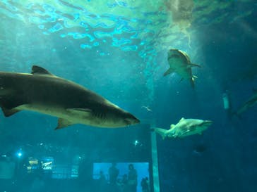 アクアワールド茨城県大洗水族館に投稿された画像（2020/8/24）
