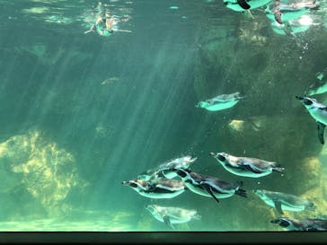 アクアワールド茨城県大洗水族館に投稿された画像（2020/8/24）