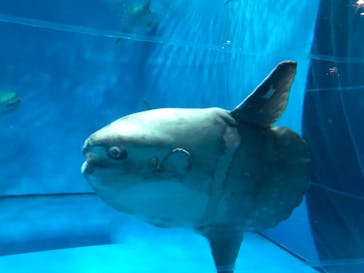 アクアワールド茨城県大洗水族館に投稿された画像（2020/8/24）