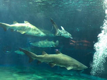 アクアワールド茨城県大洗水族館に投稿された画像（2020/8/24）