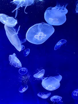 サンシャイン水族館に投稿された画像（2020/8/24）