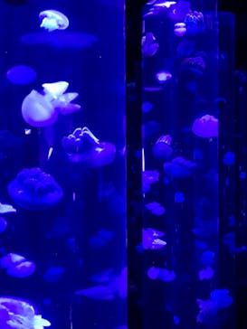 サンシャイン水族館に投稿された画像（2020/8/24）