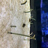 すみだ水族館に投稿された画像（2020/8/24）