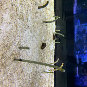 すみだ水族館に投稿された画像（2020/8/24）