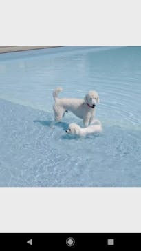 わんダフルネイチャーヴィレッジに投稿された画像（2020/8/24）