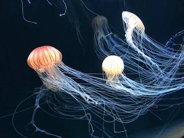 サンシャイン水族館に投稿された画像（2020/8/24）