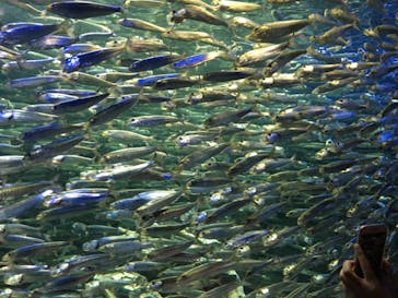 サンシャイン水族館に投稿された画像（2020/8/24）