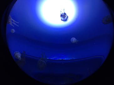 サンシャイン水族館に投稿された画像（2020/8/24）