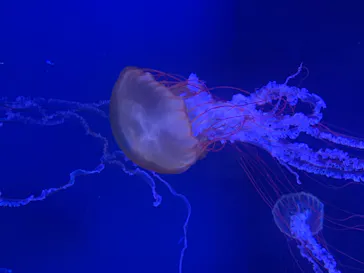 すみだ水族館に投稿された画像（2020/8/24）