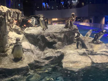 すみだ水族館に投稿された画像（2020/8/24）