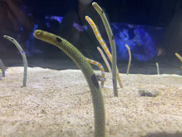 すみだ水族館に投稿された画像（2020/8/24）