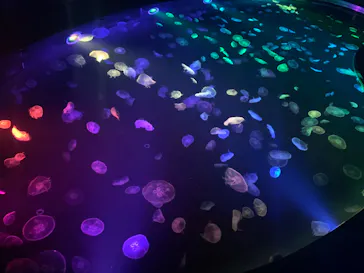 すみだ水族館に投稿された画像（2020/8/24）