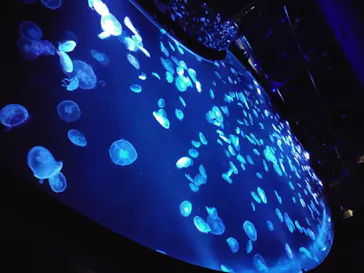 すみだ水族館に投稿された画像（2020/8/24）