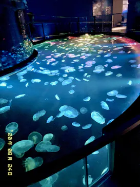 すみだ水族館に投稿された画像（2020/8/24）