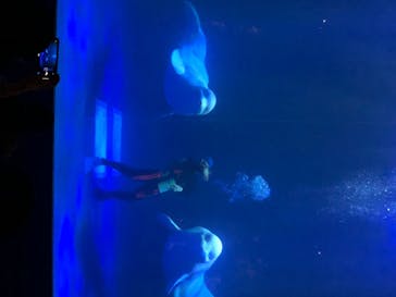 島根県立 しまね海洋館に投稿された画像（2020/8/25）