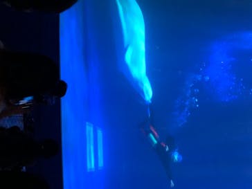 島根県立 しまね海洋館に投稿された画像（2020/8/25）