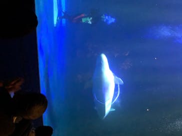 島根県立 しまね海洋館に投稿された画像（2020/8/25）