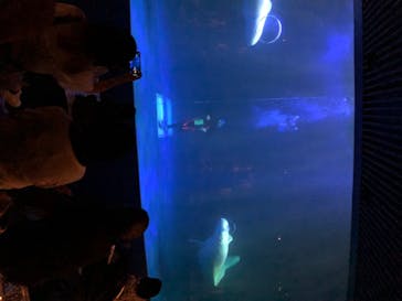 島根県立 しまね海洋館に投稿された画像（2020/8/25）