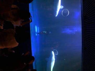 島根県立 しまね海洋館に投稿された画像（2020/8/25）