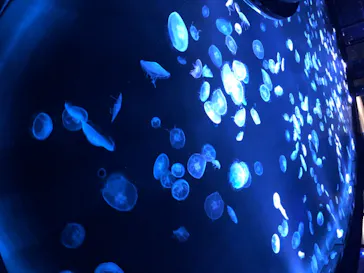 すみだ水族館に投稿された画像（2020/8/25）