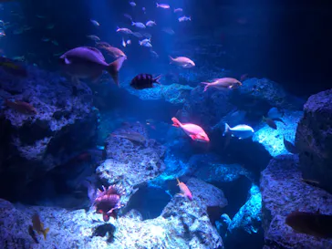 すみだ水族館に投稿された画像（2020/8/25）