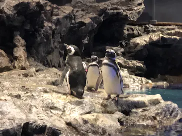 すみだ水族館に投稿された画像（2020/8/25）