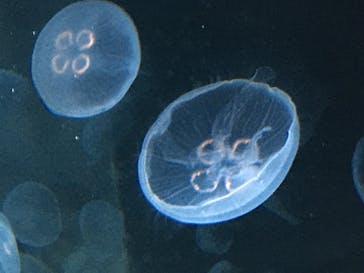 サンシャイン水族館に投稿された画像（2020/8/25）