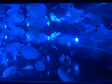 すみだ水族館に投稿された画像（2020/8/25）