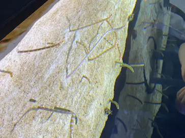 すみだ水族館に投稿された画像（2020/8/25）