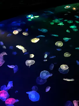 すみだ水族館に投稿された画像（2020/8/25）