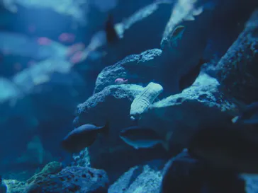 すみだ水族館に投稿された画像（2020/8/25）