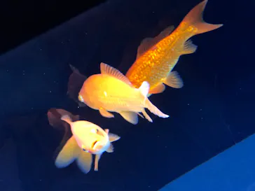 すみだ水族館に投稿された画像（2020/8/25）