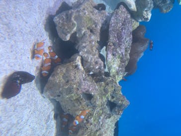 アクアワールド茨城県大洗水族館に投稿された画像（2020/8/25）