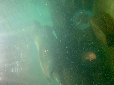 旭川市旭山動物園に投稿された画像（2020/8/25）