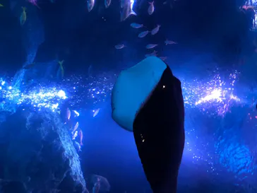 すみだ水族館に投稿された画像（2020/8/25）