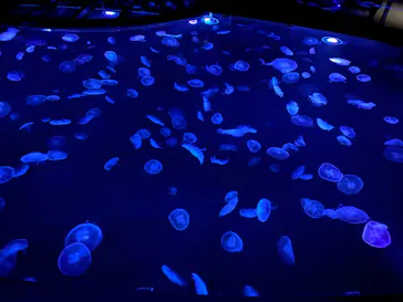 すみだ水族館に投稿された画像（2020/8/25）