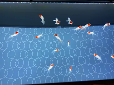 すみだ水族館に投稿された画像（2020/8/25）