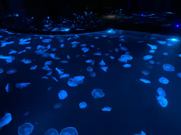 すみだ水族館に投稿された画像（2020/8/25）