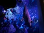 すみだ水族館に投稿された画像（2020/8/25）