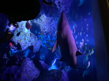 すみだ水族館に投稿された画像（2020/8/25）