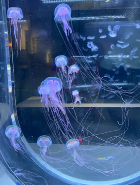 すみだ水族館に投稿された画像（2020/8/25）