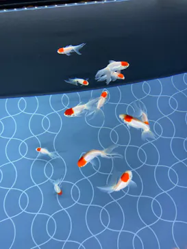 すみだ水族館に投稿された画像（2020/8/25）