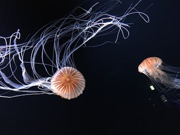 サンシャイン水族館に投稿された画像（2020/8/25）