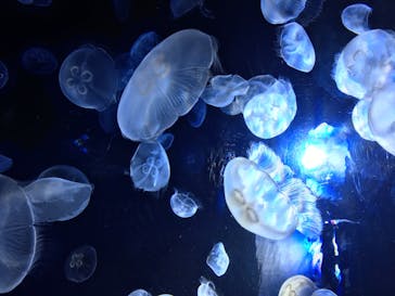 サンシャイン水族館に投稿された画像（2020/8/25）