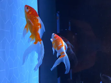 すみだ水族館に投稿された画像（2020/8/25）